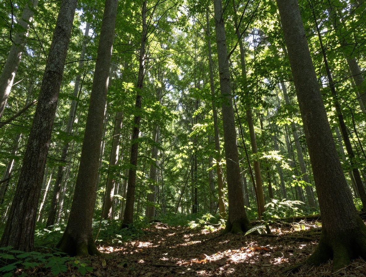 Slnečné lúče prenikajúce cez listy lesa, symbolizujúce prirodzenú syntézu vitamínu D